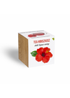 Tea Hibiszkusz növényem fa kockában