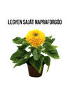 Napraforgó növény nevelő szett