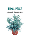 Eukaliptusz növény nevelő szett