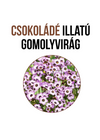 Csokoládé illatú gomolyvirág növény nevelő szett