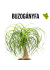 Buzogányfa növény nevelő szett