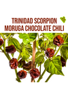 Trinidad Scorpion Moruga chocolate chili paprika növény nevelő szett