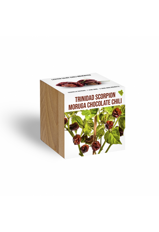 Trinidad Scorpion Moruga chocolate chili növényem fa kaspóban