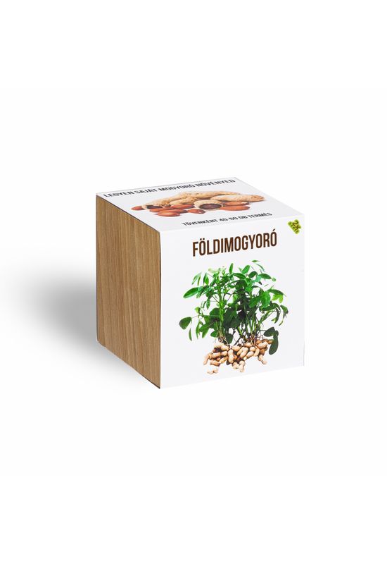 Földimogyoró növényem fa kockában